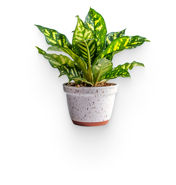 a picture of a flower tob